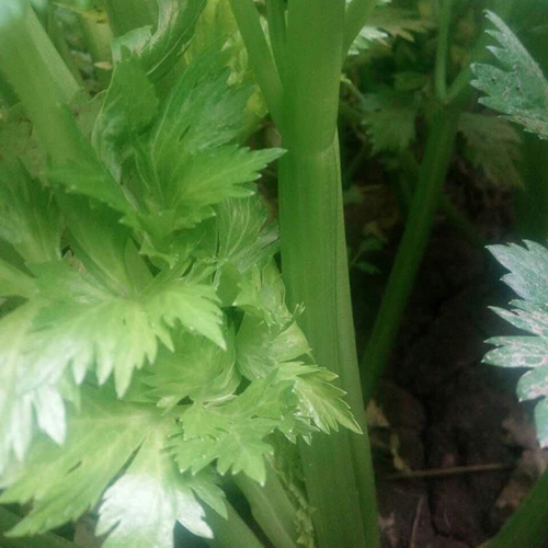 生鮮蔬菜