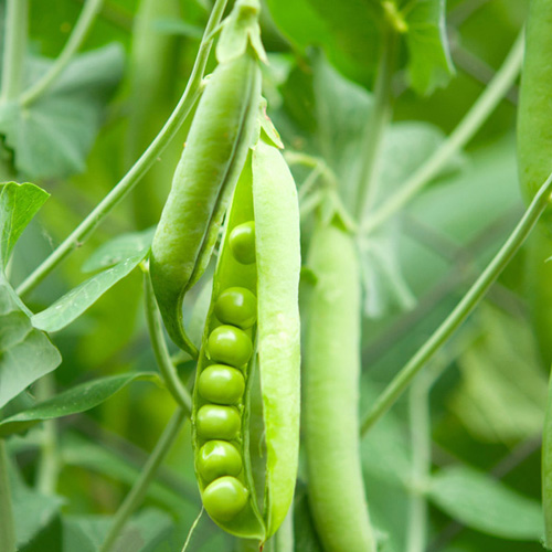 生鮮蔬菜